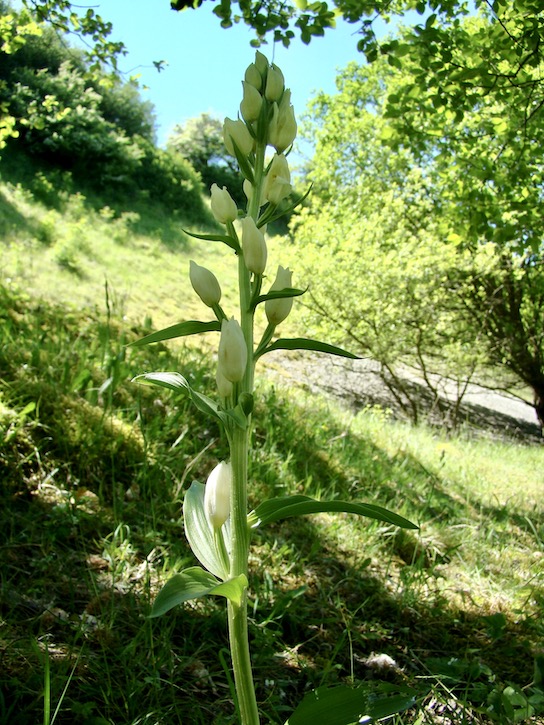 narrow-leaved helleborine